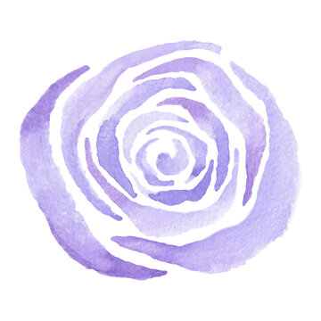 Watercolor flower, purple rose, hand-drawn illustration for your design, an element for invitations, postcards and textiles