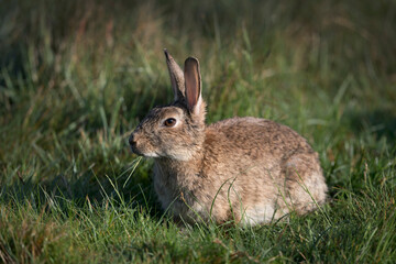 Wild rabbit chewing grass