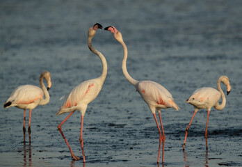 Greater Flamingos territory fight while feeding at Tubli bay, Bahrain