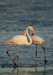 Obraz premium A pair of Greater Flamingos in the morning at Tubli bay, Bahrain