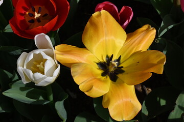 Yellow tulips background. Beautiful tulip in the meadow. Flower bud in spring in the sunlight. Flowerbed with flowers. Tulip close-up. Yellow flower