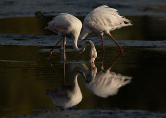 Naklejka na ściany i meble Greater Flamingos feeding at Tubli bay in the morning, Bahrain