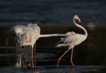 Greater Flamingos territory fight while feeding at Tubli bay, Bahrain