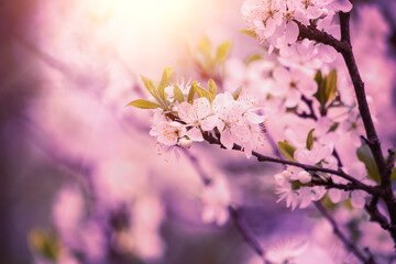 Flowering branch of an apple tree. Spring orchard