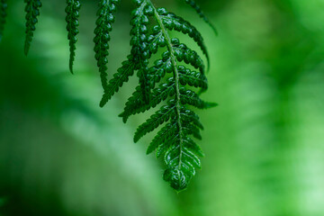 Perfect natural fern (Polypodiopsida) pattern. Beautiful background made with young green fern leaves. Deep green color. Macro shot with selective focus.