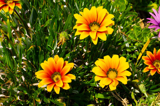 Gazania rigens splendens treasure flowers in bloom, orange yellow cultivated ornamental garden flowering plants, bright colors.