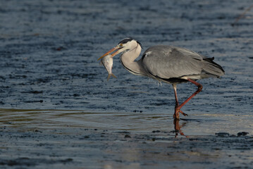 Obraz premium Grey Heron with a big fish catch at Tubli bay, Bahrain