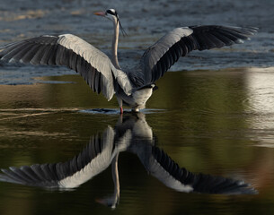 Grey Heron spreading its wings to takeoff at Tubli bay, Bahrain