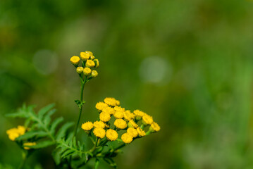 Wrotycz pospolity (Tanacetum vulgare) żłóte kwiaty i zielone liście, pospolity kwiat.