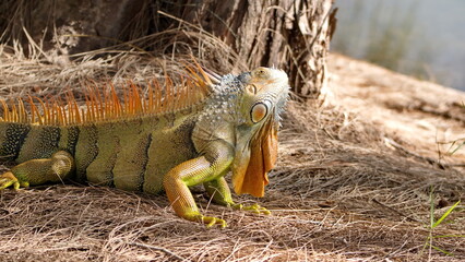 Green iguana (Iguana iguana) in the pine straw in a park in Fort Lauderdale, Florida, USA
