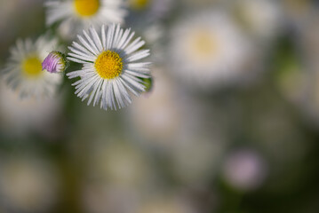 Przymiotno białe, zimotrwał zwyczajny (Erigeron annuus (L.) Pers), kwiaty z rodziny astrowatych. Białe kwiaty z żółtym środkiem, jasne tło, rosa. - obrazy, fototapety, plakaty