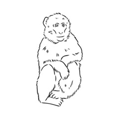Monkey icon. Jungle macaque outline badge. Zoo animal. Vector illustration.