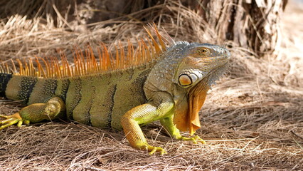 Green iguana (Iguana iguana) in the pine straw in a park in Fort Lauderdale, Florida, USA
