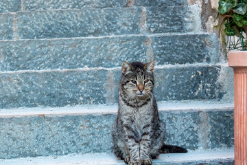 Fluffy gray cat sitting on a exterior staircase in the streets of Mediterranean coastal town Nocelle between Positano and Praiano, Amalfi Coast, Italy, Campania, Europe. Pet lovers