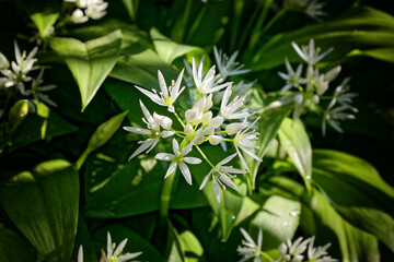 Close-up of wild garlic flowers, Allium ursinum