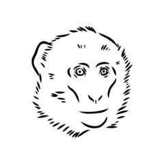 Monkey icon. Jungle macaque outline badge. Zoo animal. Vector illustration.