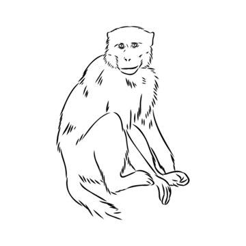 Monkey icon. Jungle macaque outline badge. Zoo animal. Vector illustration.