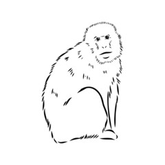 Fototapeta premium Monkey icon. Jungle macaque outline badge. Zoo animal. Vector illustration.