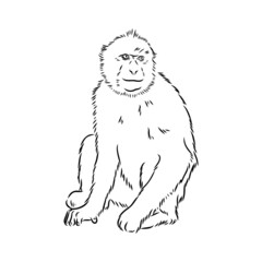 Monkey icon. Jungle macaque outline badge. Zoo animal. Vector illustration.