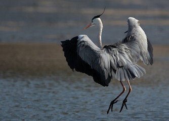 Grey Heron landing at Tubli bay, Bahrain