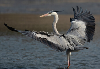 Grey Heron landing at Tubli bay, Bahrain