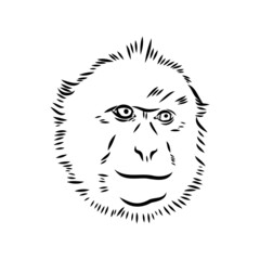 Monkey icon. Jungle macaque outline badge. Zoo animal. Vector illustration.