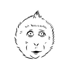 Monkey icon. Jungle macaque outline badge. Zoo animal. Vector illustration.