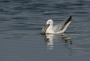 Sender-billed seagull trying to eat a big fish at Tubli bay, Bahrain