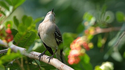 Northern mockingbird (Mimus polyglottos) perched in a tree in a park in Fort Lauderdale, Florida, USA