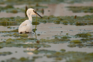 Little Egret with a fish catch at Asker marsh, Bahrain
