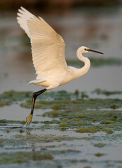 Little Egret takeoff at Asker marsh, Bahrain