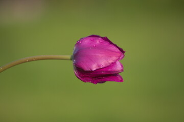 kwiat tulipana