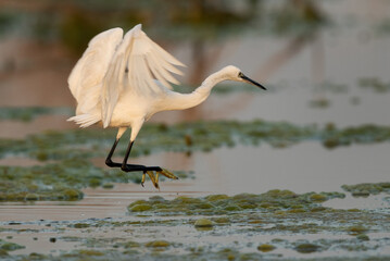 Little Egret takeoff at Asker marsh, Bahrain