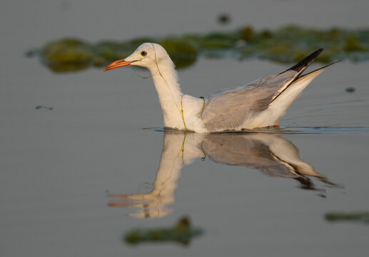 Sender-billed gull and dramatic  reflection on water at Asker marsh, Bahrain