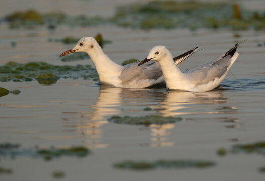 A pair of Sender-billed gull fishing at Asker marsh, Bahrain