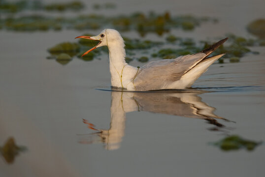 Sender-billed gull trying to remove the seagrass while fishing at Asker marsh, Bahrain