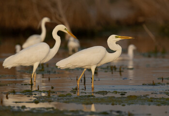 Great Egrets fishing at Asker marsh, Bahrain
