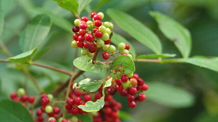 Wild berries in a park in Fort Lauderdale, Florida, USA