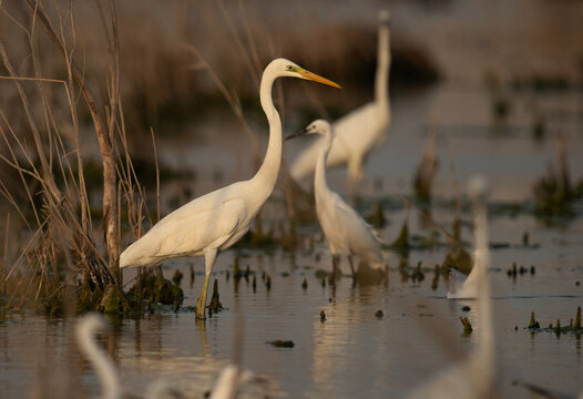 Great Egrets and a little egret at Asker marsh, Bahrain