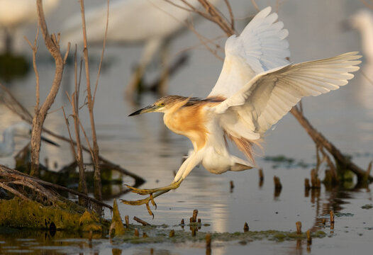 Squacco Heron landing at Asker marsh, Bahrain