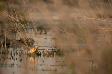 Squacco Heron in its habitat at Asker marsh, Bahrain