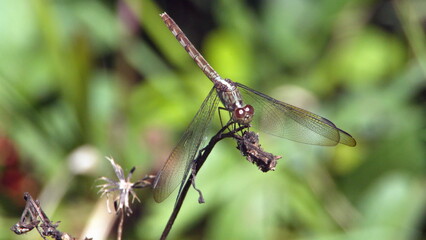 Dragonfly perched on a twig in a park in Fort Lauderdale, Florida, USA
