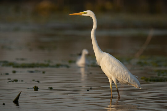Great Egret fishing at Asker marsh in the morning hours, Bahrain