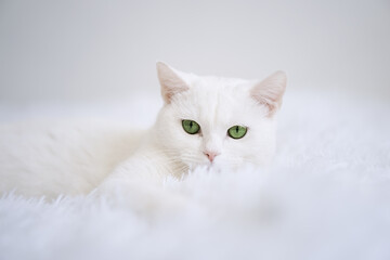Cute white cat with green eye lying in bed. Fluffy pet comfortably settled to sleep 