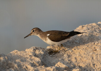 Portrait of a Common Sandpiper at Asker Marsh , Bahrain