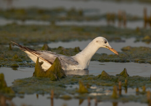 Sender-billed gull fishing at Asker marsh, Bahrain