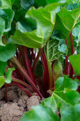 growing rhubarb in early spring