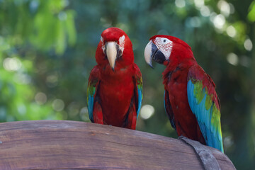 Close up head the red macaw parrot bird in garden