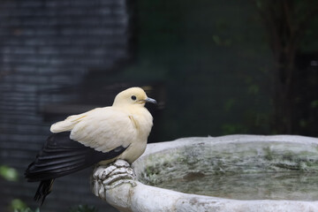 The pied imperial pigeon bird is rest in the garden