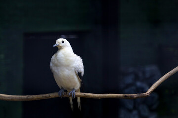 The pied imperial pigeon bird is rest in the garden